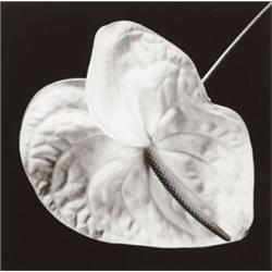 ROBERT MAPPLETHORPE, (American, 1946-1989), ANTHURIUM, signed, titled, dated and editioned "Rober...