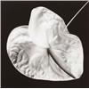 Image 1 : ROBERT MAPPLETHORPE, (American, 1946-1989), ANTHURIUM, signed, titled, dated and editioned "Rober...