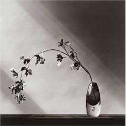 ROBERT MAPPLETHORPE, (American, 1946-1989), ORCHIDS, numbered, titled and dated, "#918 Orchids 19...