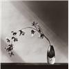 Image 1 : ROBERT MAPPLETHORPE, (American, 1946-1989), ORCHIDS, numbered, titled and dated, "#918 Orchids 19...