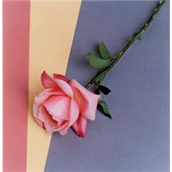 ROBERT MAPPLETHORPE, (American, 1946-1989), ROSE, editioned, signed and dated "5/7 Robert Mapplet...