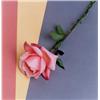 Image 1 : ROBERT MAPPLETHORPE, (American, 1946-1989), ROSE, editioned, signed and dated "5/7 Robert Mapplet...