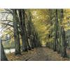 Image 1 : BEUKENDREEF IN DE HERFST...