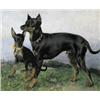 Image 1 : TWEE PINSCHERS...