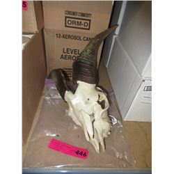 Small goat skull with horns