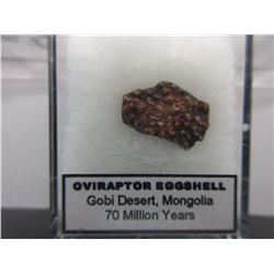 Genuine Dinosaur Eggshell with Certificate