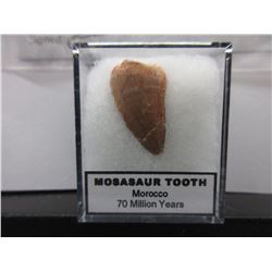 Genuine 700 Million Year Old Dinosaur Tooth