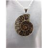 Image 1 : Ammonite Necklace & Pendant Set