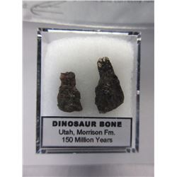 150  Million year old dinosaur bone