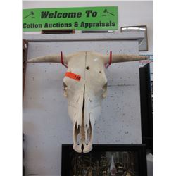 Genuine cow skull with horns - used
