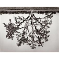 RODNEY GRAHAM (b.1949) UNTITLED (two WORKS) signed, numbered of 24, and dated "R. Graham '95" on ...