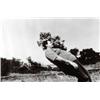 Image 1 : MARTIN KERSELS (b.1960) FALLING PHOTOS (4,5 AND 6) THREE WORKS three gelatin silver prints 30 x 4...