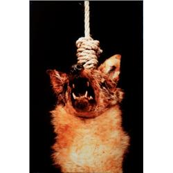 ANDRES SERRANO (b.1950) THE SCREAM Cibachrome mounted on Plexiglas in artist's wooden frame 643/4...