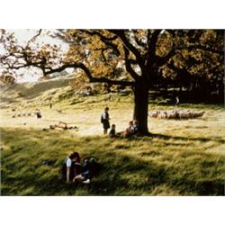 JUSTINE KURLAND (b.1969) SHEEP WRANGLERS signed "Justine Kurland" on a label adhered to the rever...
