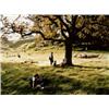Image 1 : JUSTINE KURLAND (b.1969) SHEEP WRANGLERS signed "Justine Kurland" on a label adhered to the rever...
