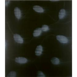 MARK FRANCIS (b.1962) POSITIVE CLONES oil on canvas 96 x 84 in. (243.8 x 213.4 cm) painted in 199...