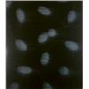 Image 1 : MARK FRANCIS (b.1962) POSITIVE CLONES oil on canvas 96 x 84 in. (243.8 x 213.4 cm) painted in 199...