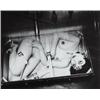 Image 1 : NOBUYOSHI ARAKI (b.1940) UNTITLED (TOKYO SHIJYO SERIES) signed "Nobuyoshi Araki" on the reverse b...
