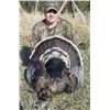 Image 3 : 3 DAY MERRIAMS TURKEY HUNT IN NEBRASKA FOR 1 HUNTER
