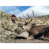 Image 2 : 5 Day Trophy Mule Deer Hunt in New Mexico