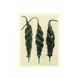 Blossfeldt, Karl (1865-1932), CAJOPHORA LATERITIA, LOASACEAE, C. 1932, a photogravure from  Urf...