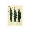 Blossfeldt, Karl (1865-1932), CAJOPHORA LATERITIA, LOASACEAE, C. 1932, a photogravure from "Urf...