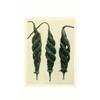 Image 1 : Blossfeldt, Karl (1865-1932), CAJOPHORA LATERITIA, LOASACEAE, C. 1932, a photogravure from "Urf...