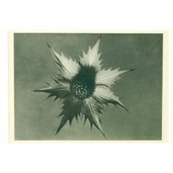 Blossfeldt, Karl (1865-1932), ERYNGIUM GIGANTEUM, c. 1932, photogravure from "Urformen der Kuns...