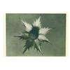 Blossfeldt, Karl (1865-1932), ERYNGIUM GIGANTEUM, c. 1932, photogravure from "Urformen der Kuns...