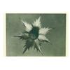 Image 1 : Blossfeldt, Karl (1865-1932), ERYNGIUM GIGANTEUM, c. 1932, photogravure from "Urformen der Kuns...