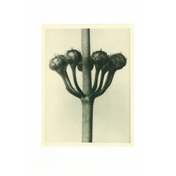 Blossfeldt, Karl (1865-1932), PRIMULA JAPONICA, c. 1932, a photogravure from "Urformen der Kuns...