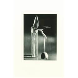 KertTsz, AndrT (1894-1985), MELANCHOLIC TULIP, NEW YORK (1939), a silver print of this famed Ke...