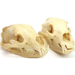 Collection of 2 cleaned bear skulls.