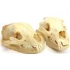 Image 1 : Collection of 2 cleaned bear skulls.