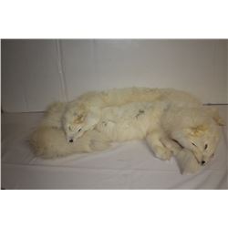 Arctic fox pelts