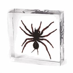 SMALL TARANTULA SPECIMEN IN CLEAR LUCITE