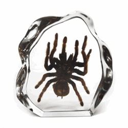 LARGE TARANTULA SPECIMEN IN CLEAR LUCITE