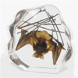 LARGE BROWN BAT SPECIMEN IN CLEAR LUCITE
