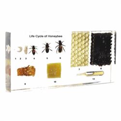 HONEYBEE SPECIMEN LIFE CYCLE IN CLEAR LUCITE