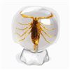 Image 1 : SCORPION SPECIMEN IN CLEAR LUCITE