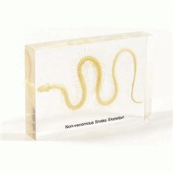 NON-VENOMUS SNAKE SKELETON SPECIMEN IN CLEAR LUCITE