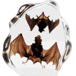 TWO Brown Bat in Clear Lucite