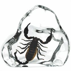 LARGE BLACK SCORPION SPECIMEN IN CLEAR LUCITE