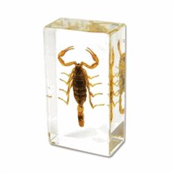 SMALL BROWN SCORPION SPECIMEN IN CLEAR LUCITE