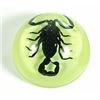 Image 1 : Small Black Scorpion in Clear Lucite Magnet