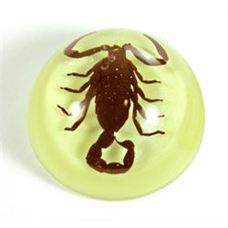 Small Brown Scorpion in Clear Lucite Magnet