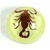 Image 1 : Small Brown Scorpion in Clear Lucite Magnet