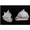 Image 2 : [OTHER]A SET OF CONCH SHAPED ORNAMENT(2 ITEMS)(MEASURED WITH THE LARGEST ITEM) L:10.25" W:7.5" H:8"