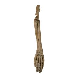 Army Of Darkness Skeletal Arm and Hand Movie Prop
