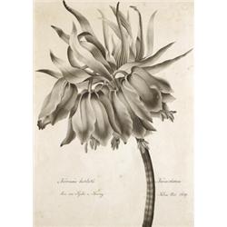 Semsey Zsófia jelzéssel, 19. sz. közepe  Tuzliliom, 1831…